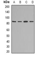 AOC1 Antibody