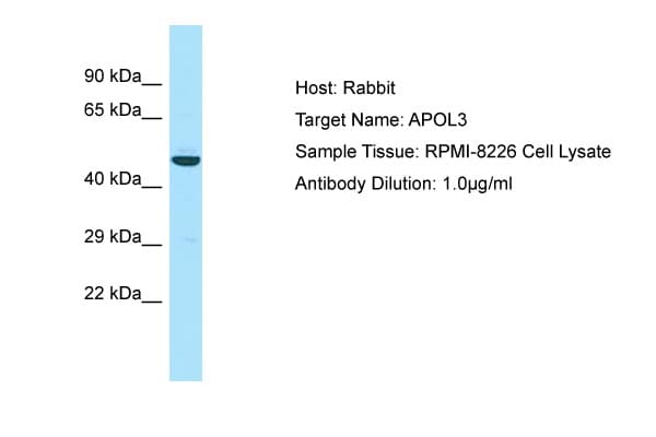 APOL3 / Apolipoprotein L 3 Antibody (aa49-98)