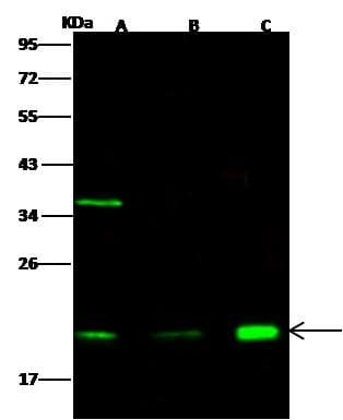 Polyclonal Rabbit anti-Human CETN2 / Centrin 2 Antibody (Preservative Free, IF, WB)