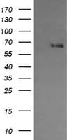CD105 Antibody (clone OTI3H5, Carrier-free)
