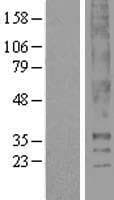 Thromboxane A2 Receptor Protein (Over-Expression Lysate Myc-DDK (Flag))