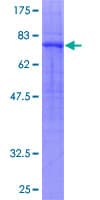 Human GPR39 Protein (Recombinant GST)