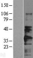 Basigin / Emmprin / CD147 Protein (Over-Expression Lysate Myc-DDK (Flag))