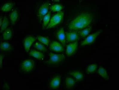 RNF213 Antibody