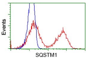 SQSTM1 Antibody (clone OTI5A2)