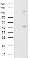 PRKAR1B Antibody (clone OTI9C5, Carrier-free)