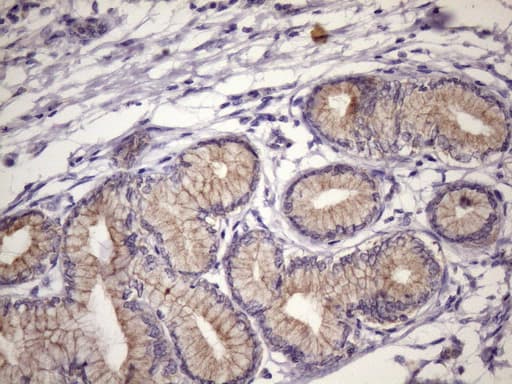 FOXO4 / AFX1 Antibody (aa206-505, clone OTI1A4)
