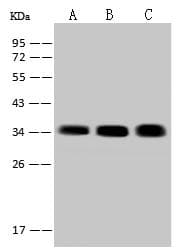 SARNP / Hcc-1 / CIP29 Antibody