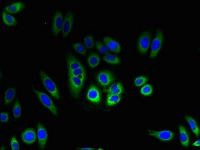 Polyclonal Rabbit anti-Human TMEM184C Antibody (IHC)