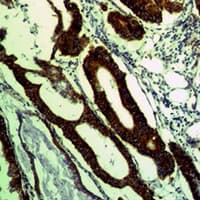 COXIV / COX4 Antibody