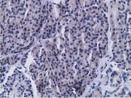 CD80 Antibody (clone OTI2B11)
