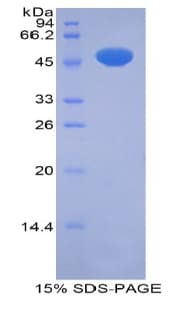 Rat NR1I2 / PXR Protein (Recombinant His-GST)