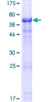 Human POPDC2 Protein (Recombinant GST)