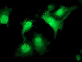 CDK2 Antibody (clone OTI5A10)
