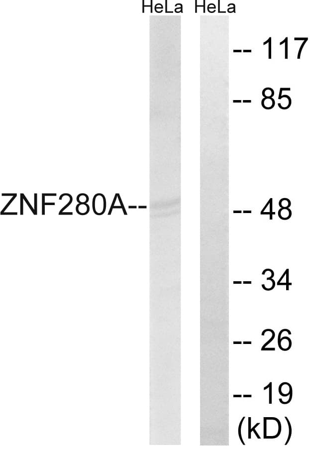 ZNF280A Antibody (aa441-490)
