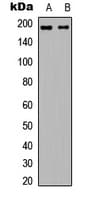 Polyclonal Rabbit anti-Human L1CAM Antibody (C-Terminus, IF, WB)