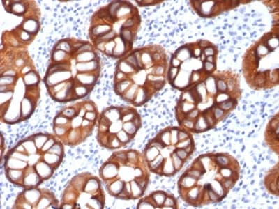 EPCAM Antibody (clone rMOC-31, Azide-free, Carrier-free)