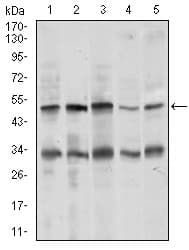 CHGA / Chromogranin A Antibody (aa87-252, clone 1A6B6)