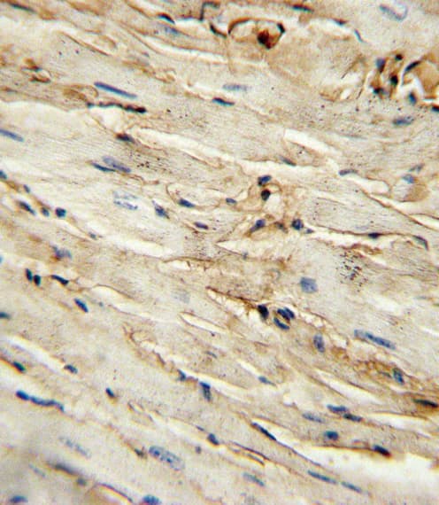 CD105 Antibody (aa380-409)