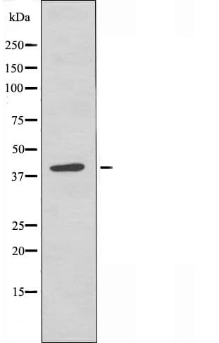 EIF2S2 Antibody