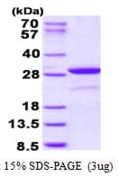 Human NOL3 / ARC Protein (Recombinant His)