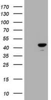 CBX8 Antibody (clone OTI3A11)
