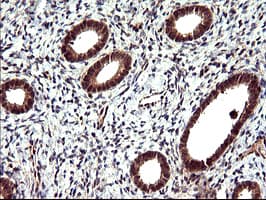CDC123 Antibody (clone OTI2D4)
