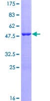 Human VIP Protein (Recombinant GST)