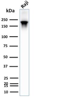 PathPlus™ CD45RB Antibody (clone PTPRC/2877R)