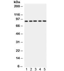 CD36 Antibody