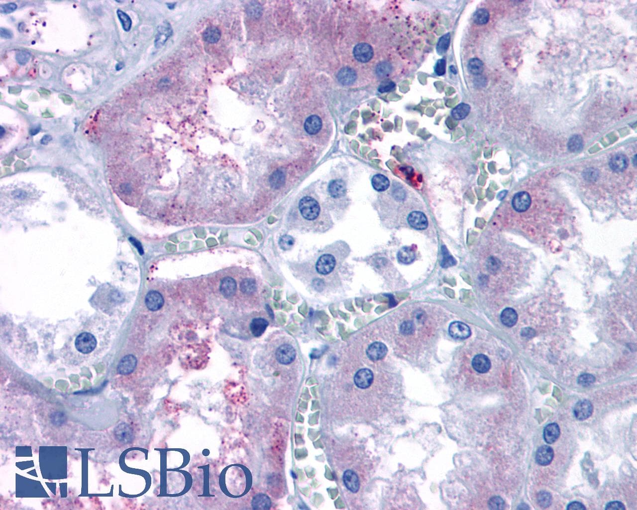 PathPlus™ SIPR3 / EDG3 / S1P3 Antibody (N-Terminus)