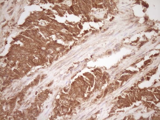 MMP3 Antibody (aa246-477, clone OTI2D9)