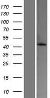 ACOT4 Protein (Over-Expression Lysate Myc-DDK (Flag))