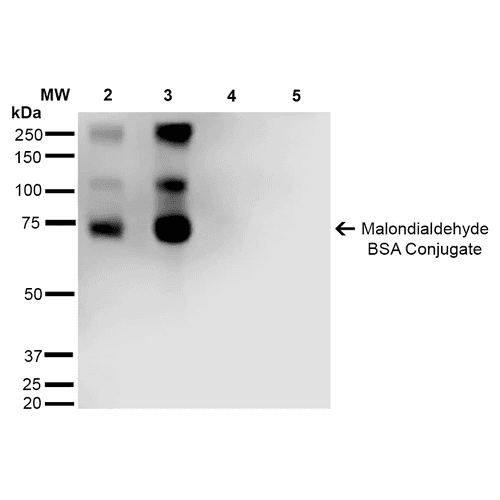 Malondialdehyde Antibody (clone 11E3, APC)