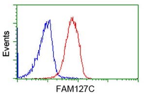 FAM127C Antibody (clone OTI1A6)