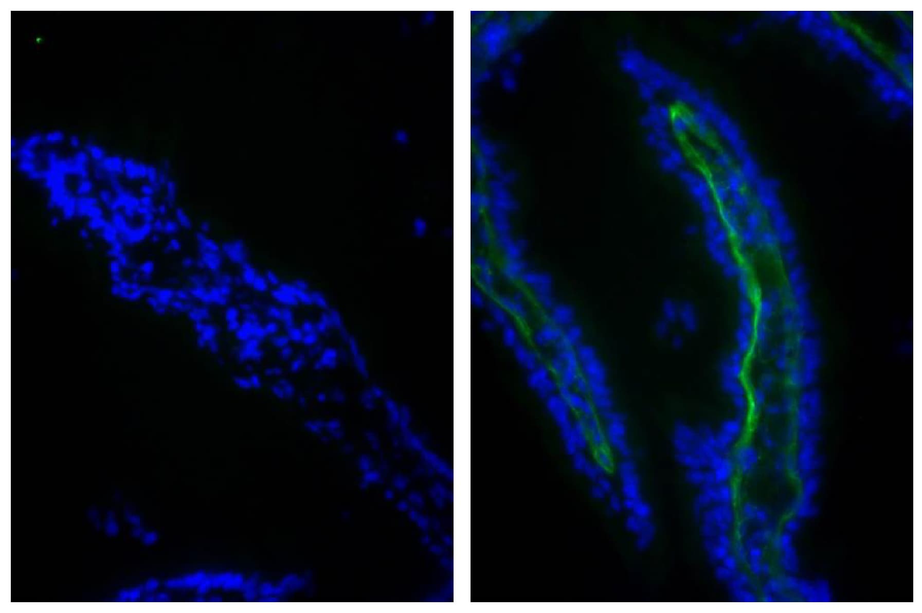 COL1A1 / Collagen I Alpha 1 Antibody (FITC)
