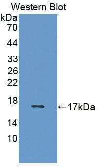 VEGFB Antibody (aa22-137, Cy3)