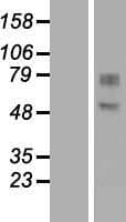 GDPD2 / GDE3 Protein (Over-Expression Lysate Myc-DDK (Flag))