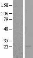 BOK Protein (Over-Expression Lysate Myc-DDK (Flag))