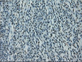 Monoclonal Mouse anti-Human PRKY Antibody (clone OTI5E9, Carrier-free, IHC, IF, WB)