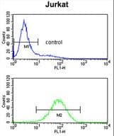 PLCL1 Antibody (aa149-176)