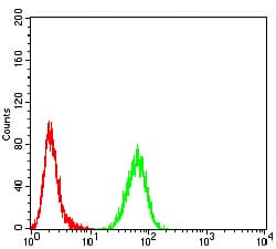 ASF1B Antibody (clone 6G7G4)
