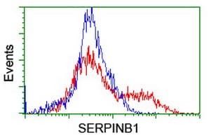 SERPINB1 Antibody (clone OTI4B3)