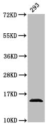 HIST1H2AI Antibody