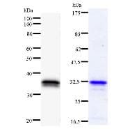 Monoclonal Mouse anti-Human FOXN3 / CHES1 Antibody (clone CHESC9H4, WB)