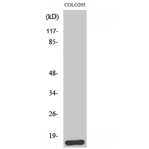BRP44L Antibody (30-110 aa, N-terminal)