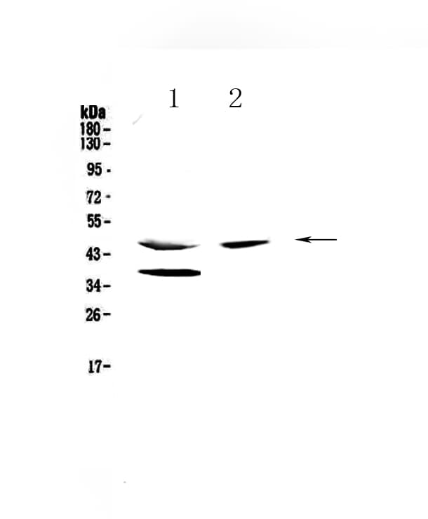 CPA1 / Carboxypeptidase A Antibody