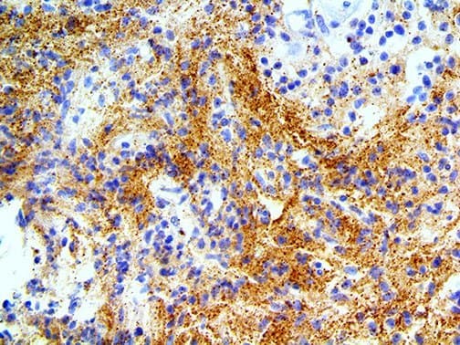 Monoclonal Mouse anti-Human SNCA / Alpha-Synuclein Antibody (IHC)