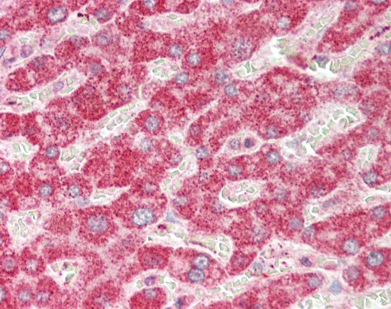 PLG / Plasmin / Plasminogen Antibody (aa611-660)