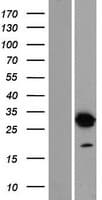 DNALI1 Protein (Over-Expression Lysate Myc-DDK (Flag))